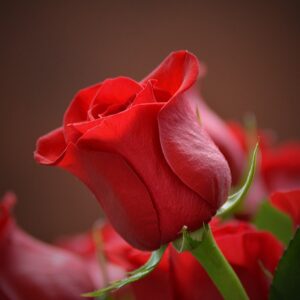 Strauß rote Rosen